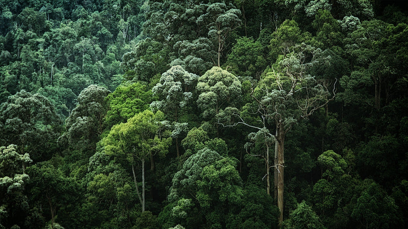 Reforesting Hope: How Trees Can Heal Our Planet